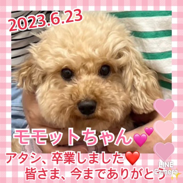 【運命の赤い糸見～つけた💓トイプードルのモモットちゃん💕】2023,6,23